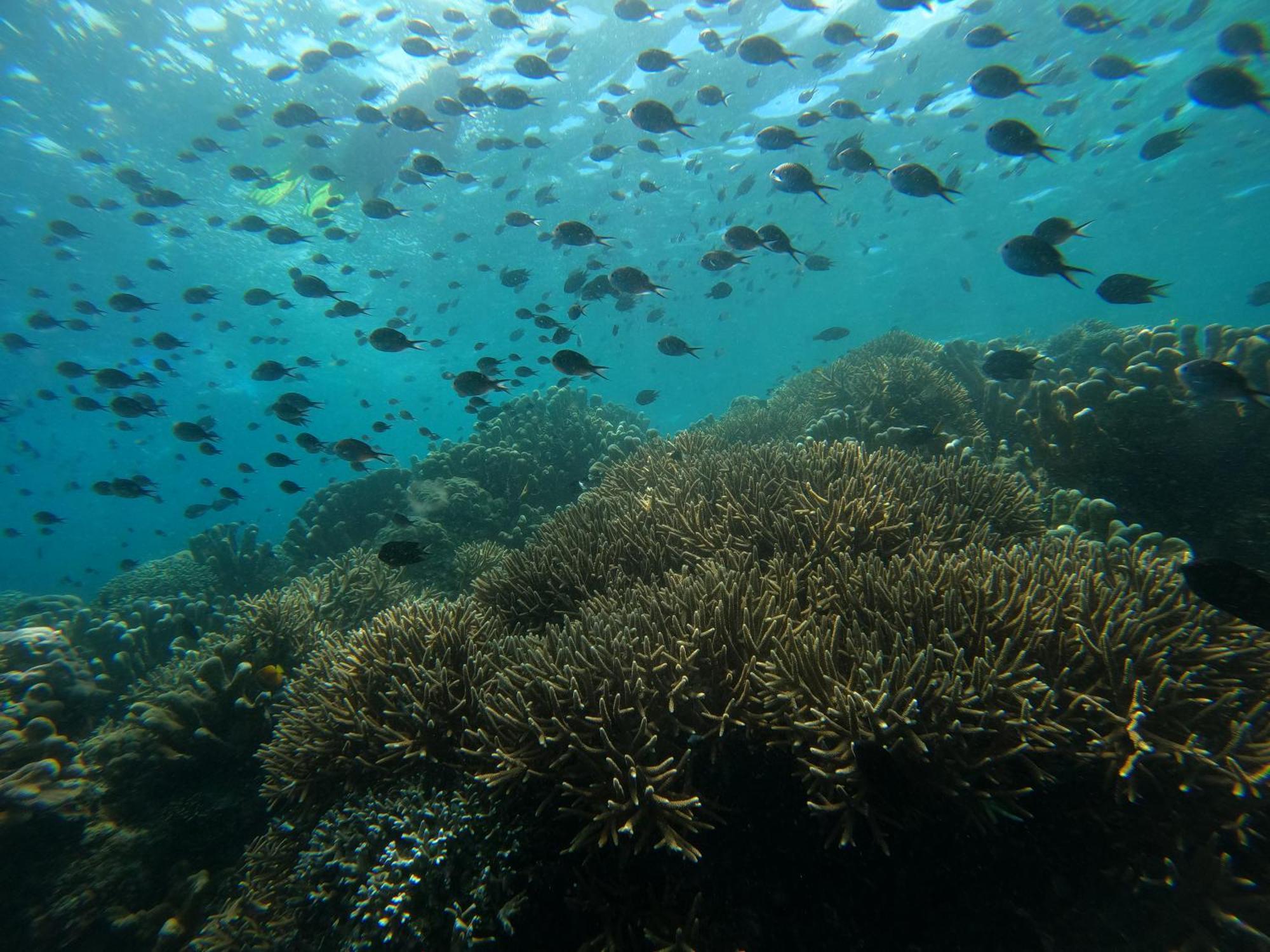 4 Sisters Divers Bunaken Extérieur photo
