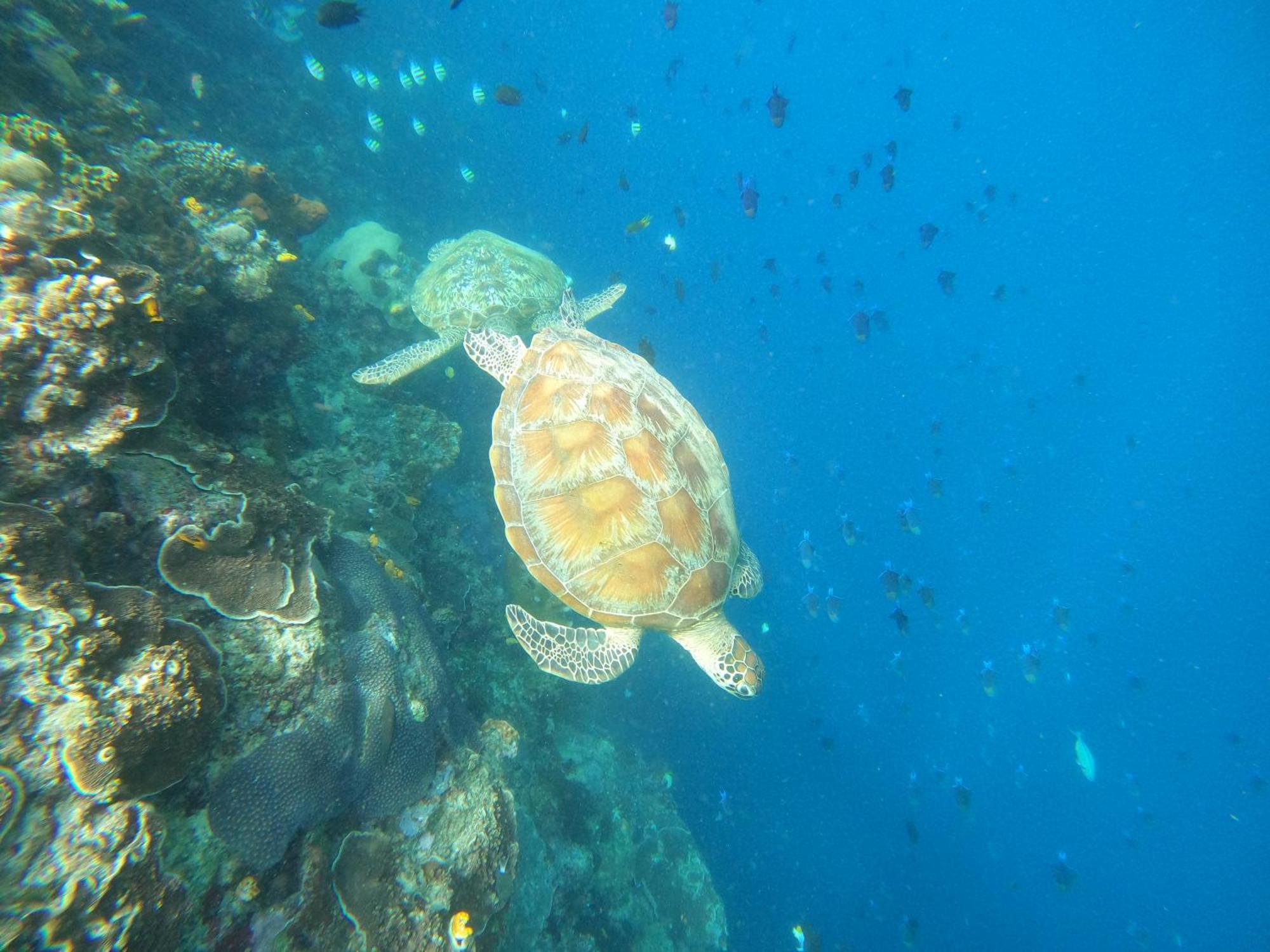 4 Sisters Divers Bunaken Extérieur photo