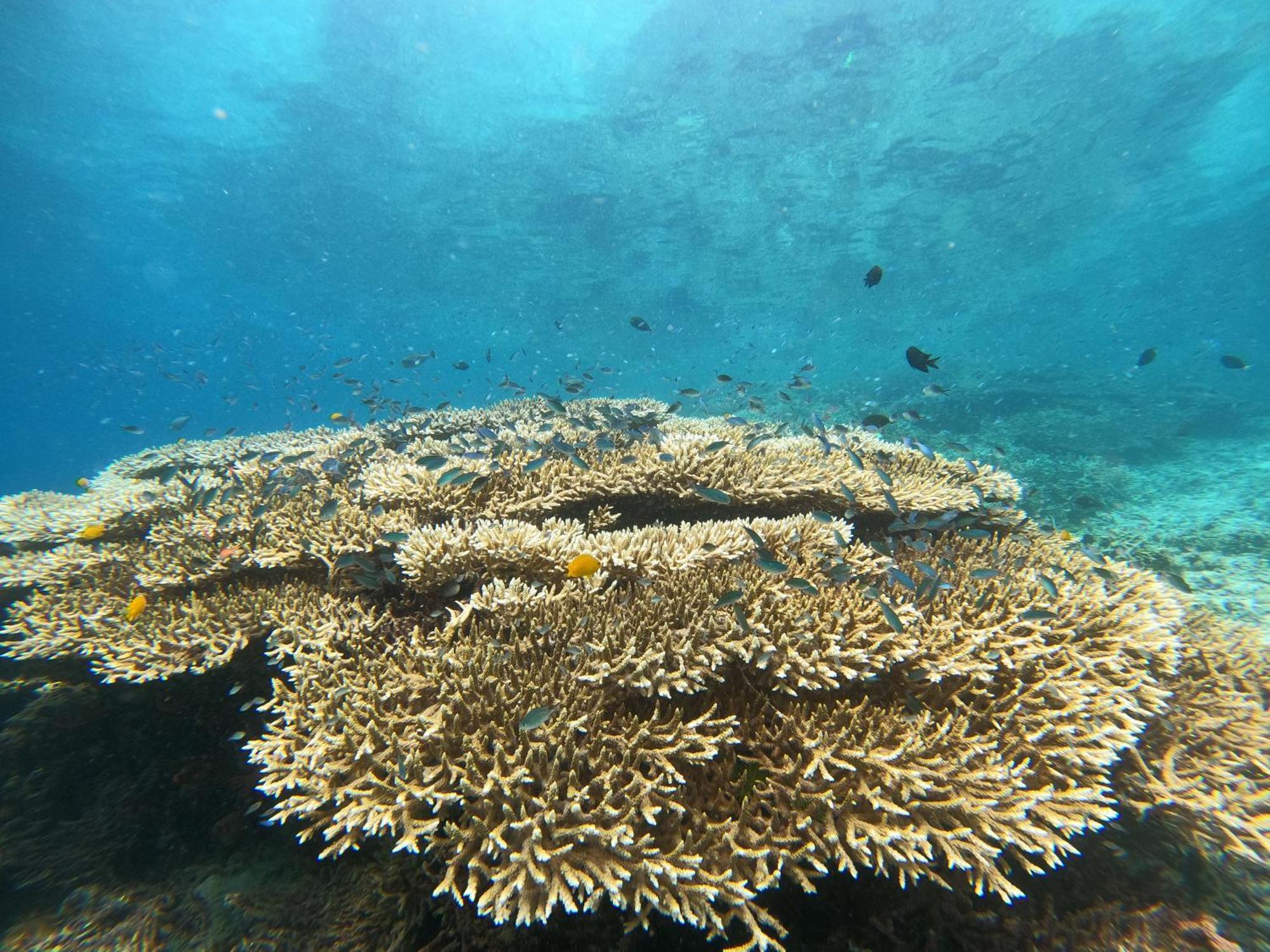 4 Sisters Divers Bunaken Extérieur photo