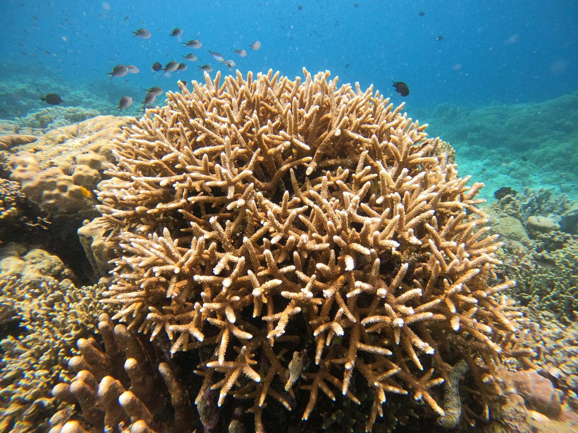 4 Sisters Divers Bunaken Extérieur photo