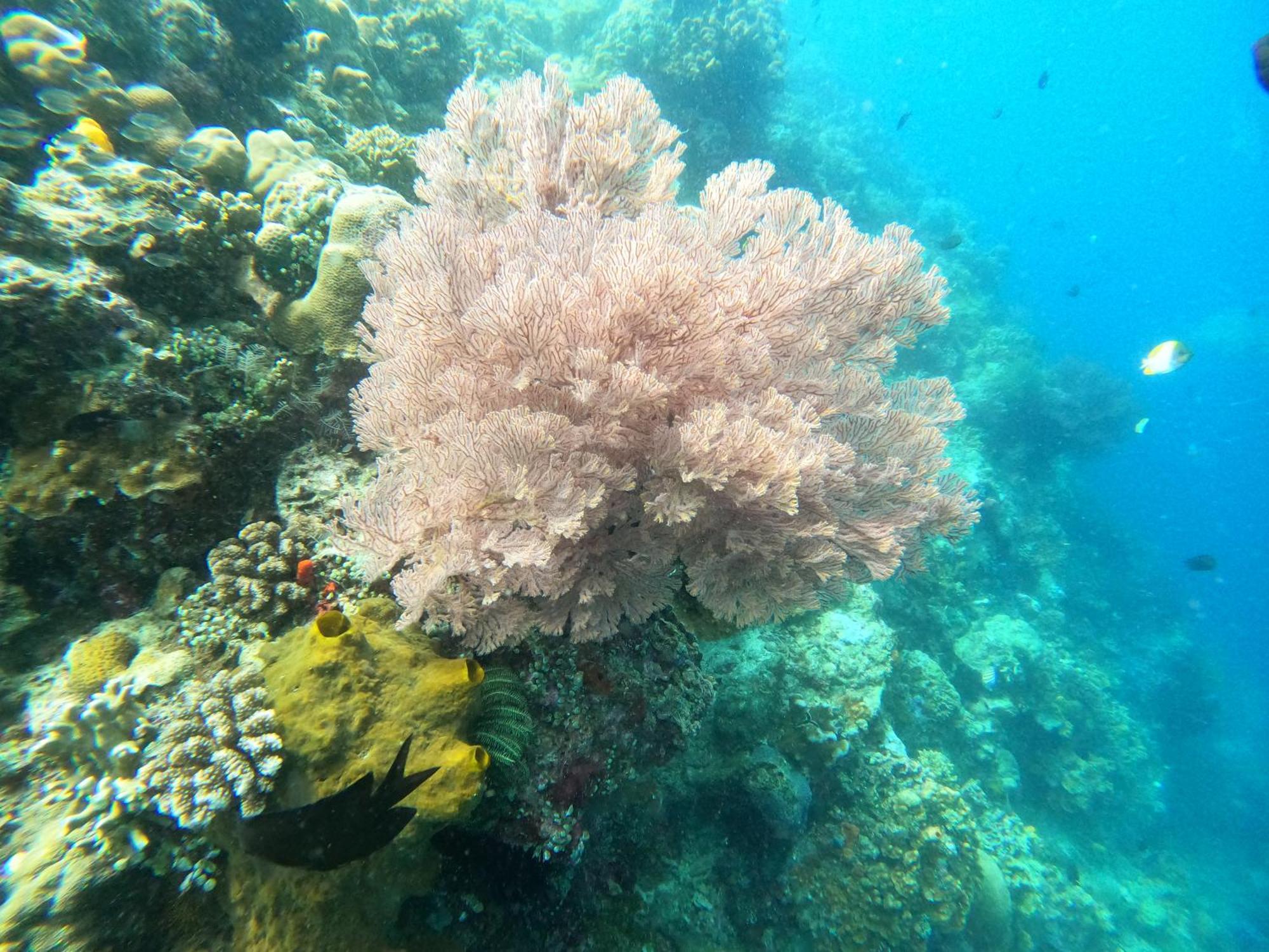 4 Sisters Divers Bunaken Extérieur photo