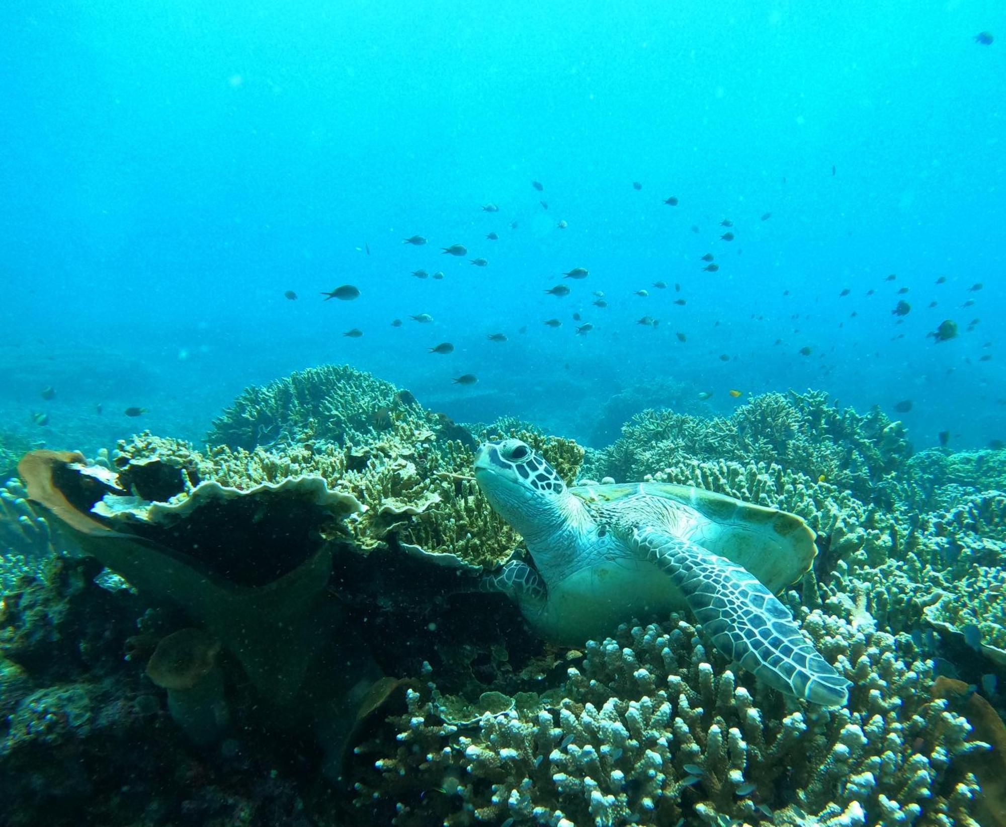 4 Sisters Divers Bunaken Extérieur photo