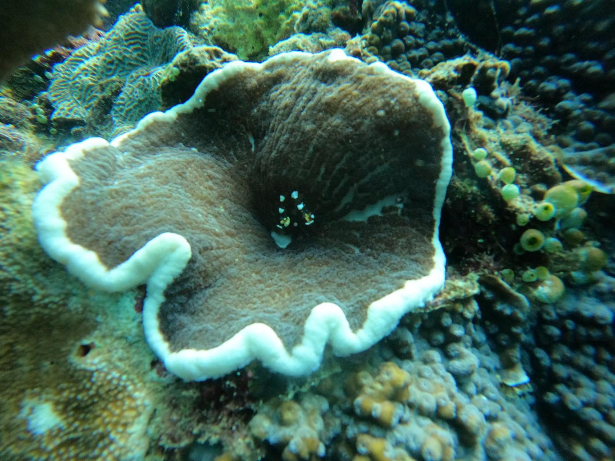 4 Sisters Divers Bunaken Extérieur photo