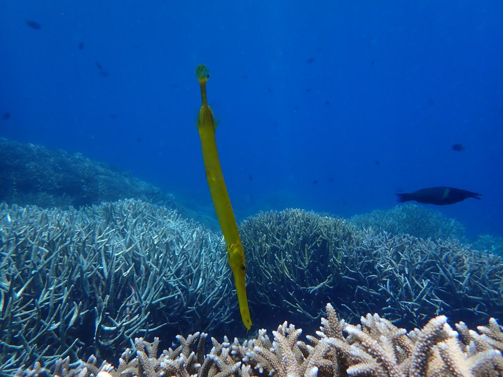 4 Sisters Divers Bunaken Extérieur photo